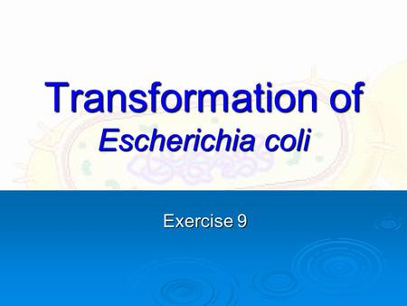 Transformation of Escherichia coli