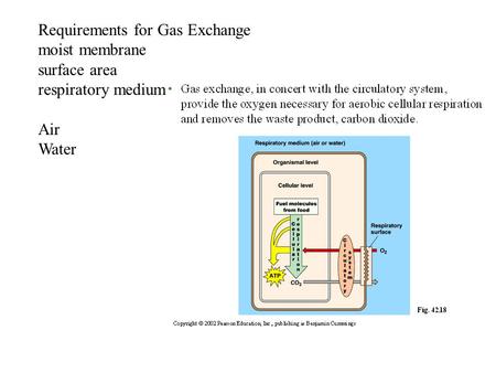 Requirements for Gas Exchange moist membrane surface area respiratory medium Air Water.