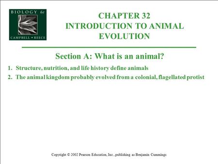 CHAPTER 32 INTRODUCTION TO ANIMAL EVOLUTION