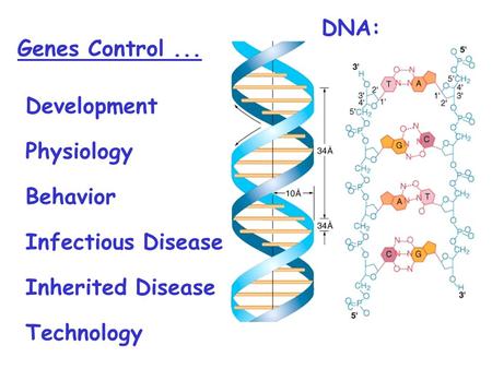 Genes Control... Development DNA: Physiology Behavior Infectious Disease Inherited Disease Technology.