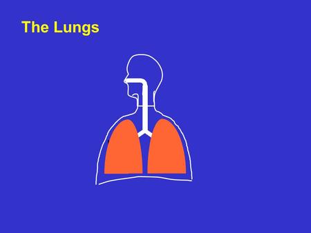 The Lungs. Gas exchange tissue CO 2 O2O2 Lung compartments air compartment vascular compartment.