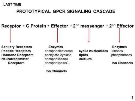 Receptor G Protein Effector 2 nd messenger 2 nd Effector Sensory Receptors Enzymes Enzymes Peptide Receptors phosphodiesterase cyclic nucleotides kinases.