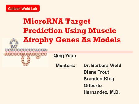MicroRNA Target Prediction Using Muscle Atrophy Genes As Models Caltech Wold Lab Mentors: Dr. Barbara Wold Diane Trout Brandon King Gilberto Hernandez,