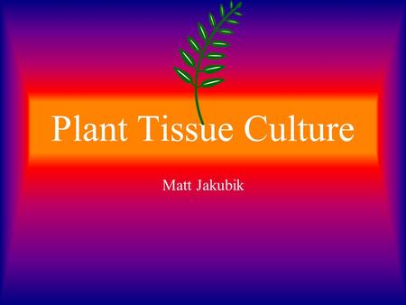 Plant Tissue Culture Matt Jakubik.