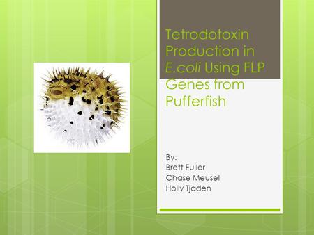 Tetrodotoxin Production in E.coli Using FLP Genes from Pufferfish By: Brett Fuller Chase Meusel Holly Tjaden.