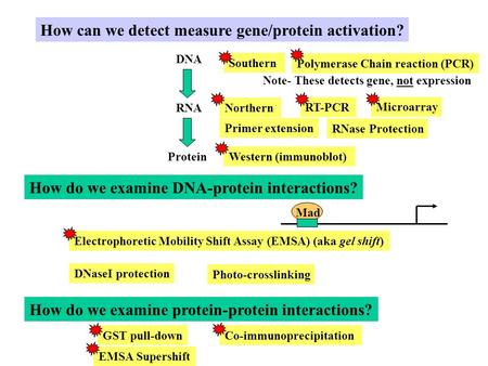 How can we detect measure gene/protein activation? DNA RNA Protein Northern Western (immunoblot) RNase Protection How do we examine DNA-protein interactions?