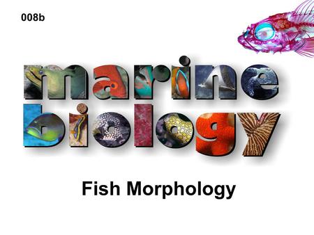 008b Fish Morphology.