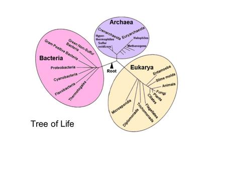 Tree of Life. Protists are not a monophyletic group.