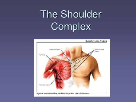 The Shoulder Complex.