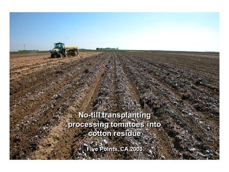 No-till transplanting processing tomatoes into cotton residue Five Points, CA 2003 No-till transplanting processing tomatoes into cotton residue Five Points,