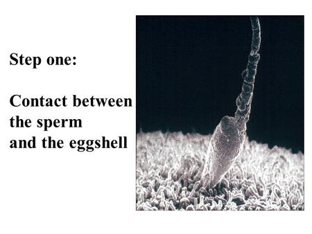 Step one: Contact between the sperm and the eggshell.