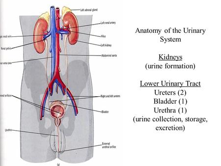 Anatomy of the Urinary System