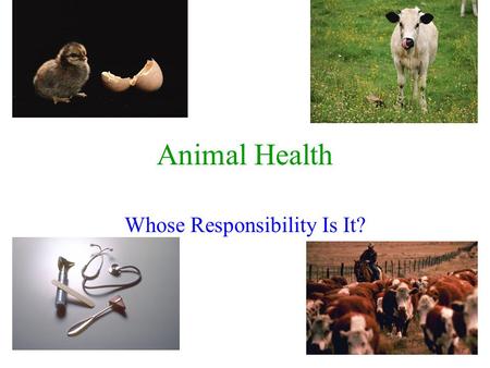 1 Animal Health Whose Responsibility Is It?. 2 Animal Health Concerns Three Levels Of Responsibility What Are They? The Animal Owner Veterinarian Government.