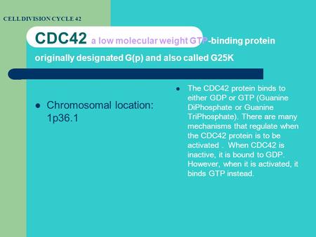 CDC42 a low molecular weight GTP-binding protein originally designated G(p) and also called G25K Chromosomal location: 1p36.1 The CDC42 protein binds to.