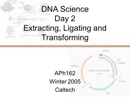 DNA Science Day 2 Extracting, Ligating and Transforming APh162 Winter 2005 Caltech.