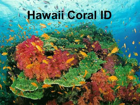 Hawaii Coral ID. Phylum Cnideria Class Hydrozoa-hydroids Class Scyphozoa- jellyfish Class Cubozoa- box jellies and sea wasps Class Anthozoa Subclass Hexacorallia-