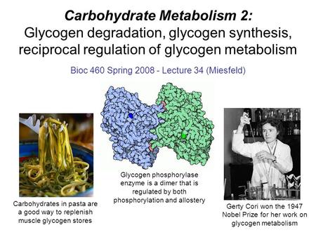Carbohydrate Metabolism 2: Glycogen degradation, glycogen synthesis, reciprocal regulation of glycogen metabolism Bioc 460 Spring 2008 - Lecture 34 (Miesfeld)