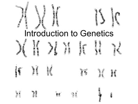 Introduction to Genetics. Chromosomes Chromosomes are made up of DNA wrapped around proteins. Each chromosome codes for several genes. Each Gene codes.