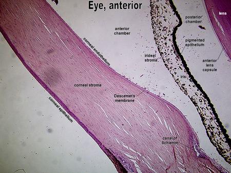 Corneal stroma corneal epithelium corneal endothelium anteriorchamber posteriorchamber lens iris canal of Schlemm Descemet’smembrane iridealstroma pigmentedepithelium.
