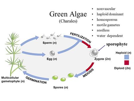 Sperm (n) Egg (n) Spores (n) Zygote (2n) Haploid (n) Diploid (2n) Multicellular gametophyte (n) Green Algae (Charales) nonvascular haploid dominant homosporous.