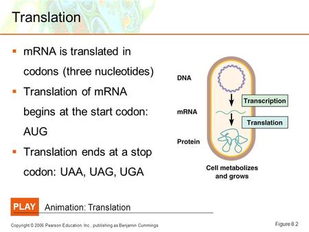 Copyright © 2006 Pearson Education, Inc., publishing as Benjamin Cummings Translation  mRNA is translated in codons (three nucleotides)  Translation.