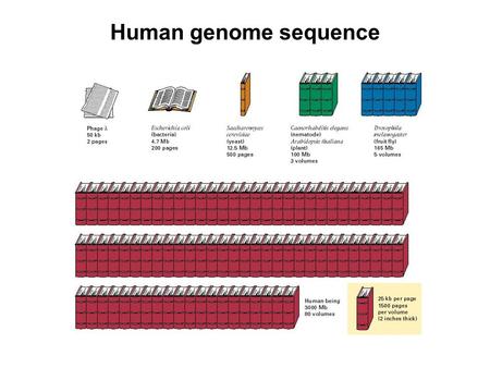 Human genome sequence.