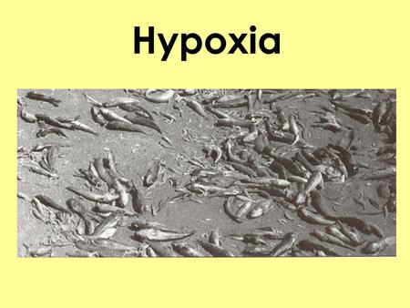 Hypoxia. Nutrient Enrichment has two main effects 1.Hypoxia 2.Change of community structure.