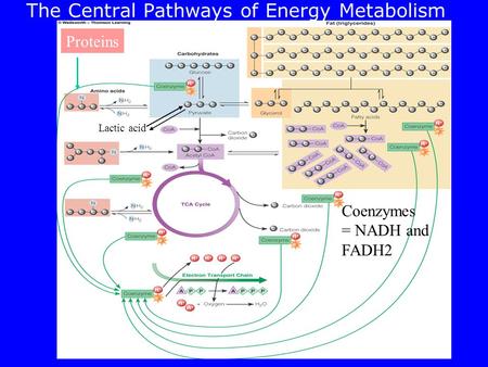 The Central Pathways of Energy Metabolism Proteins Coenzymes = NADH and FADH2 Lactic acid.