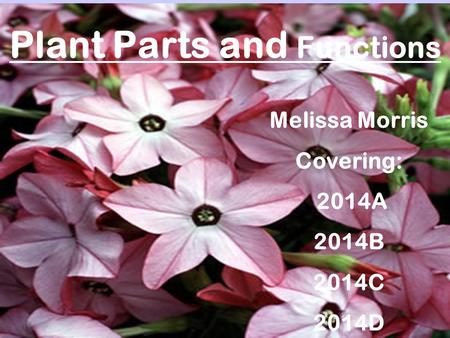Plant Parts and Functions