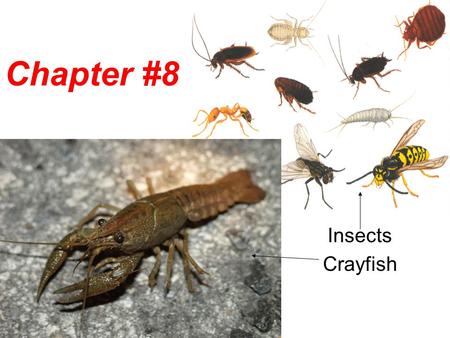 Chapter #8 Insects Crayfish.