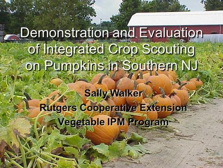 Demonstration and Evaluation of Integrated Crop Scouting on Pumpkins in Southern NJ Sally Walker Rutgers Cooperative Extension Vegetable IPM Program.