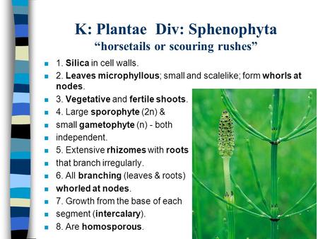 K: Plantae Div: Sphenophyta “horsetails or scouring rushes” n 1. Silica in cell walls. n 2. Leaves microphyllous; small and scalelike; form whorls at nodes.