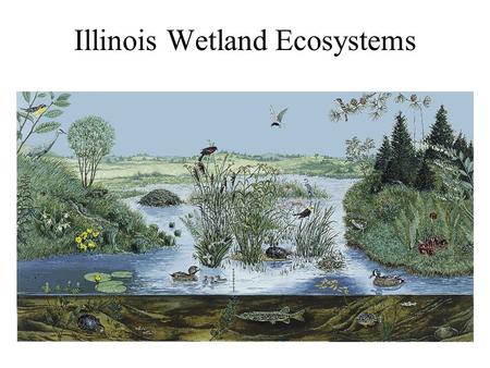 Illinois Wetland Ecosystems. Wetland Plant Types.