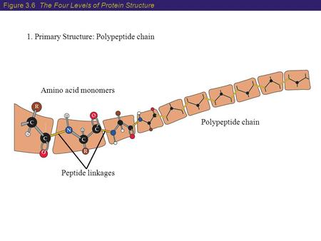 1. Primary Structure: Polypeptide chain Polypeptide chain Amino acid monomers Peptide linkages Figure 3.6 The Four Levels of Protein Structure.