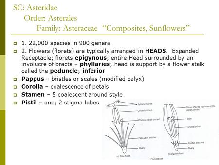 SC: Asteridae Order: Asterales Family: Asteraceae “Composites, Sunflowers”  1. 22,000 species in 900 genera  2. Flowers (florets) are typically arranged.