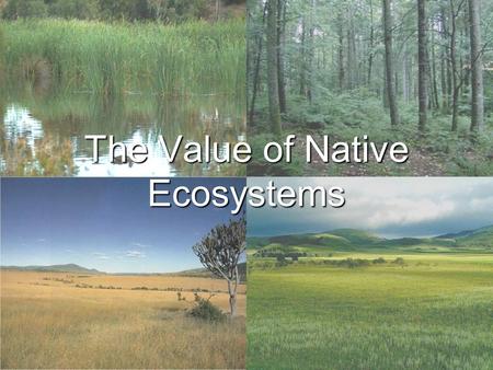The Value of Native Ecosystems