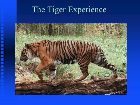 The Tiger Experience. The Tiger Experience by Alain Fournier The story so far: A large tiger walks alone through the dense mid-day jungle. His steps spring.
