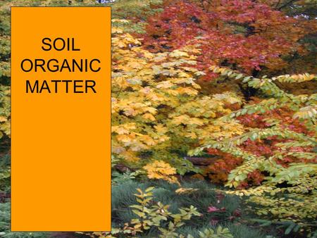 SOIL ORGANIC MATTER. Organic Matter Decomposition: a cyclic view organic matter population sizes, temperature, moisture energy + CO 2 Biomass (more bugs)