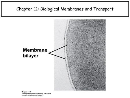 Chapter 11: Biological Membranes and Transport. Membranes are much more than just phospholipid.