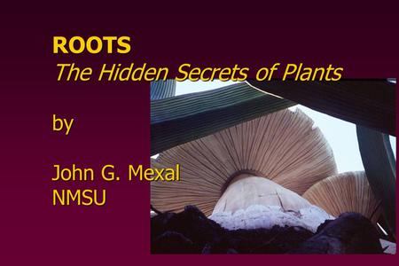ROOTS The Hidden Secrets of Plants by John G. Mexal NMSU.