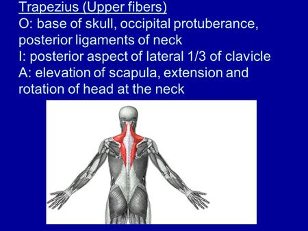Trapezius (Upper fibers) O: base of skull, occipital protuberance, posterior ligaments of neck I: posterior aspect of lateral 1/3 of clavicle A: elevation.