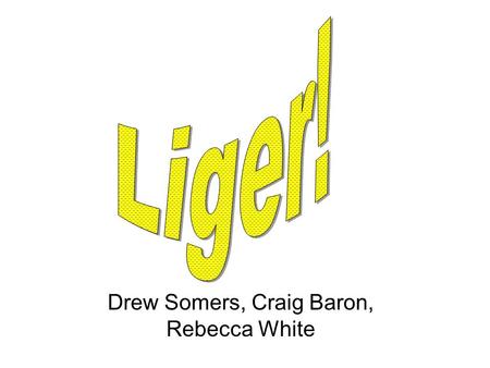 Drew Somers, Craig Baron, Rebecca White. Webster’s Dictionary defines the liger as half lion, half tiger, all terror. (as drawn by Napoleon Dynamite)
