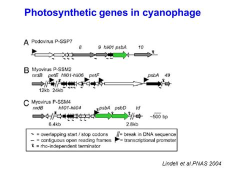 Photosynthetic genes in cyanophage Lindell et al.PNAS 2004.