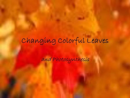 Changing Colorful Leaves