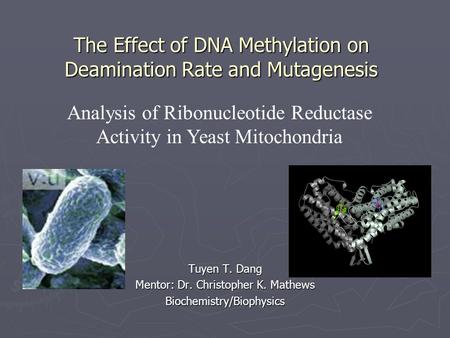 The Effect of DNA Methylation on Deamination Rate and Mutagenesis Tuyen T. Dang Mentor: Dr. Christopher K. Mathews Biochemistry/Biophysics Analysis of.