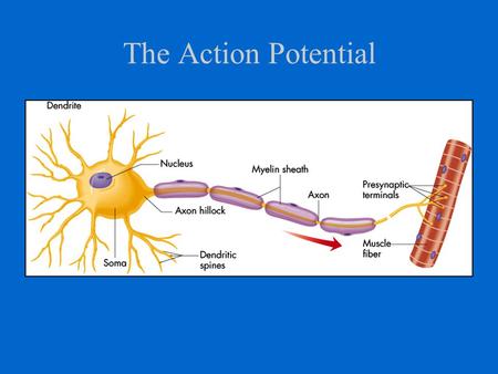 The Action Potential.