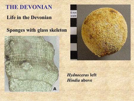 THE DEVONIAN Life in the Devonian Sponges with glass skeleton Hydnoceras left Hindia above.