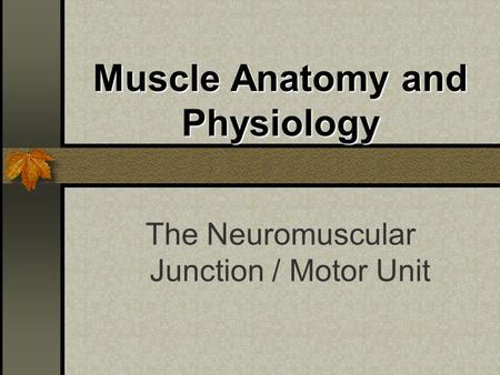 Muscle Anatomy and Physiology The Neuromuscular Junction / Motor Unit.
