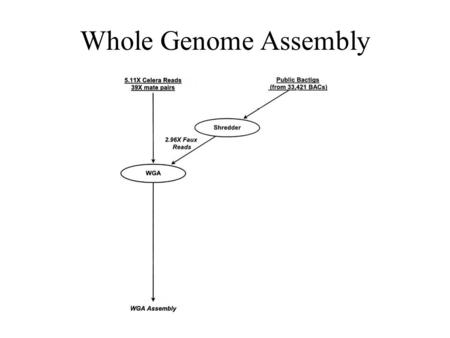 Whole Genome Assembly. WGA 1. Screener 2. Overlapper 3. Unitigger, 4. Scaffolder, 5. Repeat Resolver.