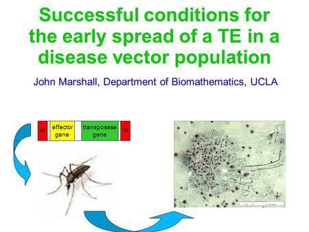 Successful conditions for the early spread of a TE in a disease vector population John Marshall, Department of Biomathematics, UCLA transposase gene effector.